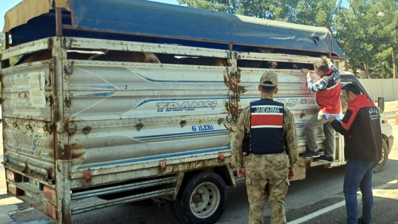 Kilis’te Kurbanlık Denetimleri Sıkılaştı: Ekipler 24 Saat Sahada