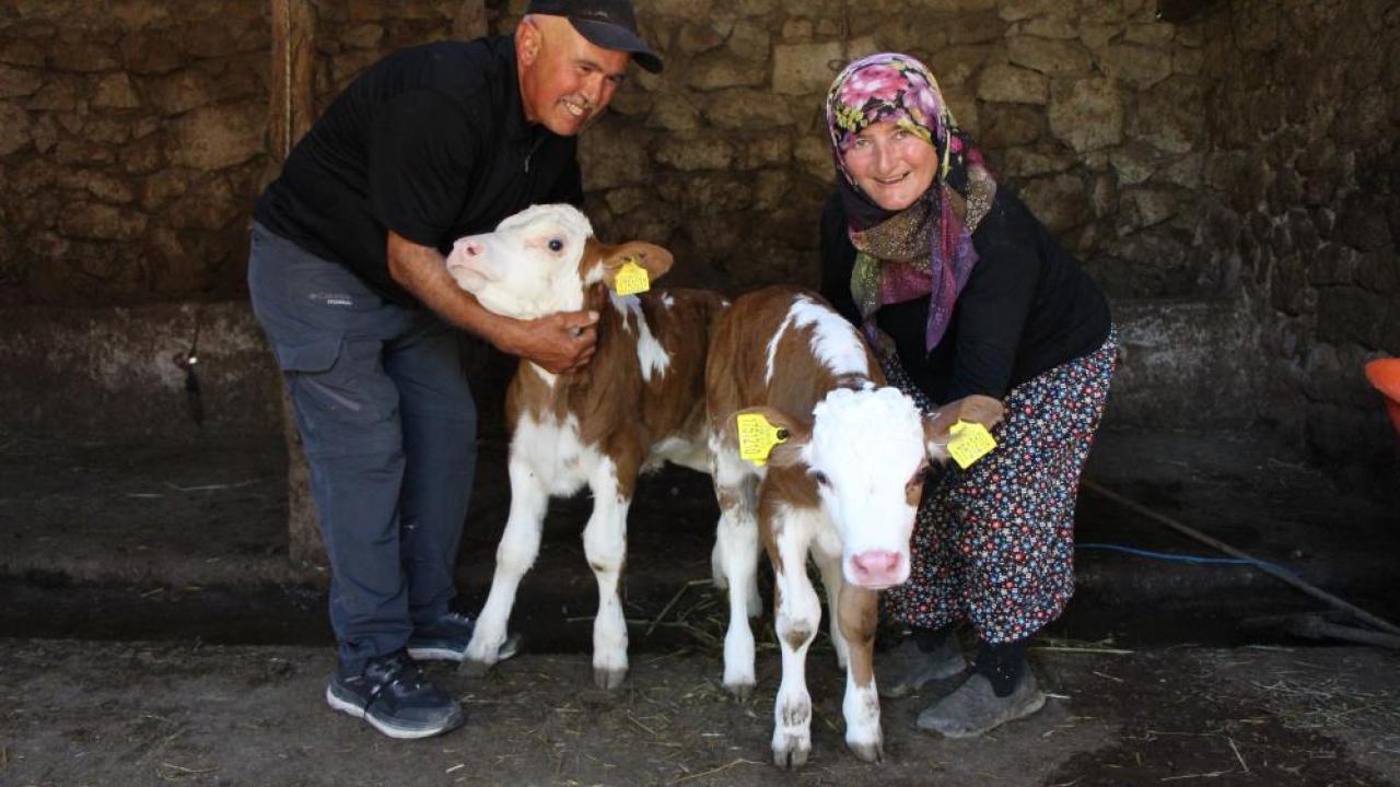 Buzağılarına hayranı oldukları şarkıcının ismini verdiler: ‘Yıldız’ ve ‘Tilbe’