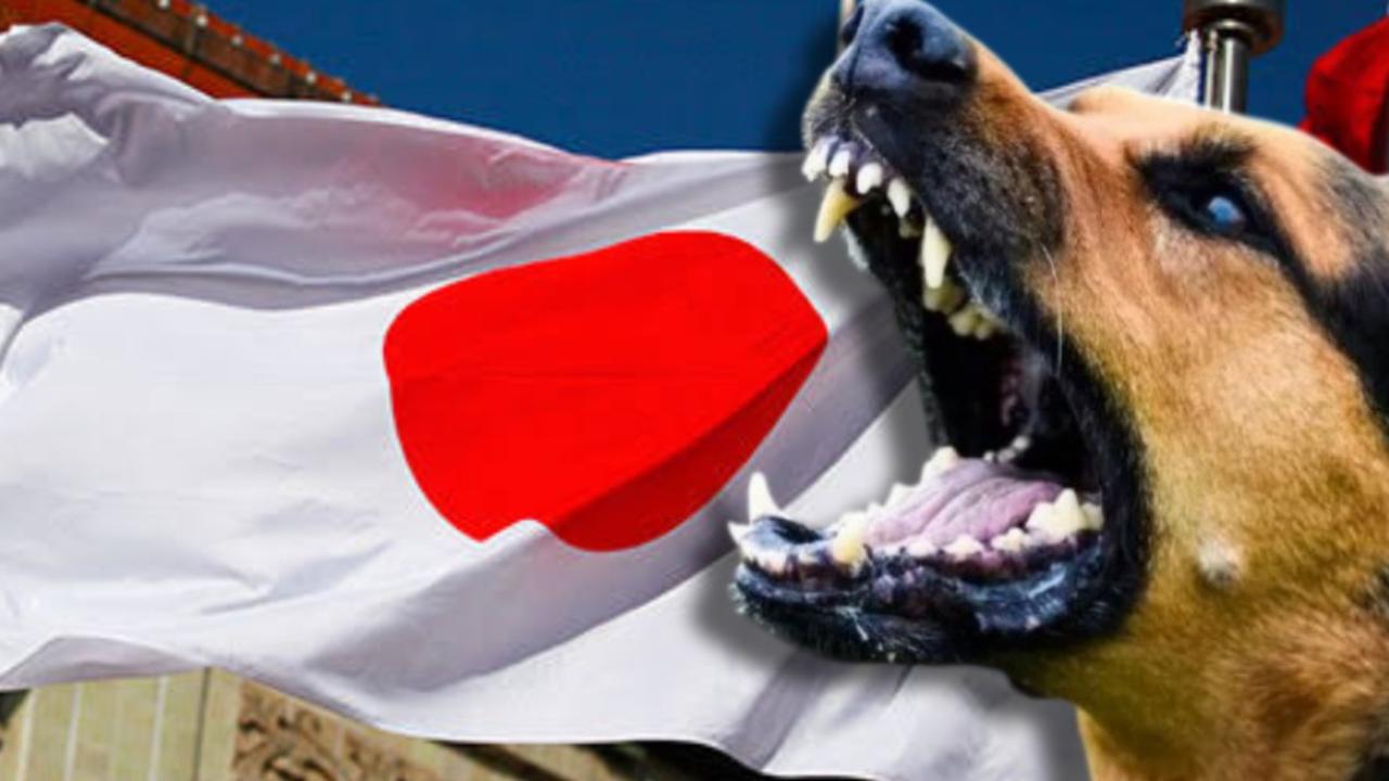 Japonya, başıboş sokak hayvanı sorununu büyük ölçüde kontrol altına aldı