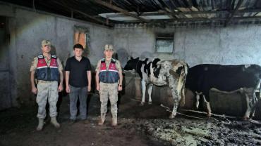 Kilis’te Kaybolan Büyükbaş Hayvanlar Jandarma Tarafından Bulundu!