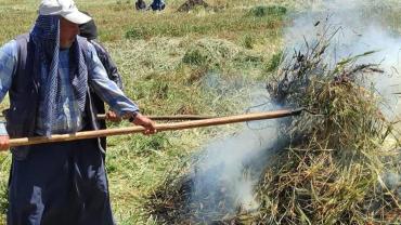 Yeşil Buğday Ateşle Buluştu: Firik Sezonu Açıldı