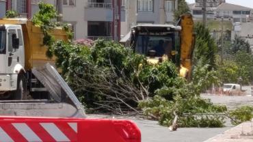 Yaşar Aktürk Mahallesi'nde Ağaç Kıyımına Vatandaş Tepkisi